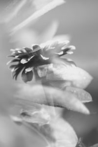 Dahlia, Blossom, Detail, Composing Dahlia, Blossom, Detail, Composing